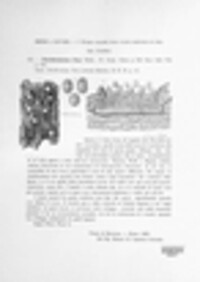 Cronartium pini image